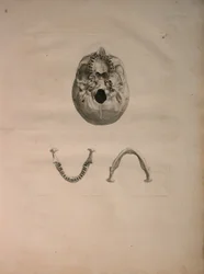 Albinusa II, Pl. II, Czaszka, ilustracja z „Tables of human bones” Bernharda Siegfrieda Albinusa (1697-1770), wydana przez J.undH. Verbeek, bibliop. 1753, Leiden, c.1729